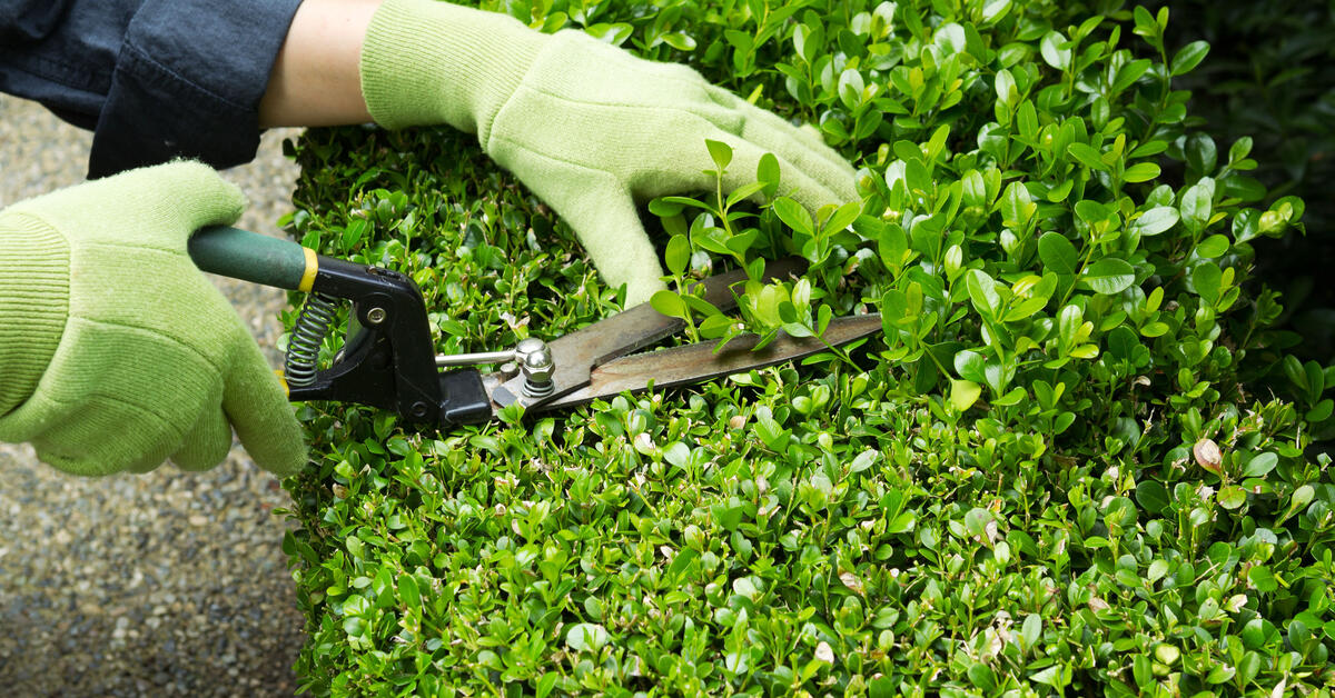 Entretien du jardin - Faites entretenir votre jardin à domicile