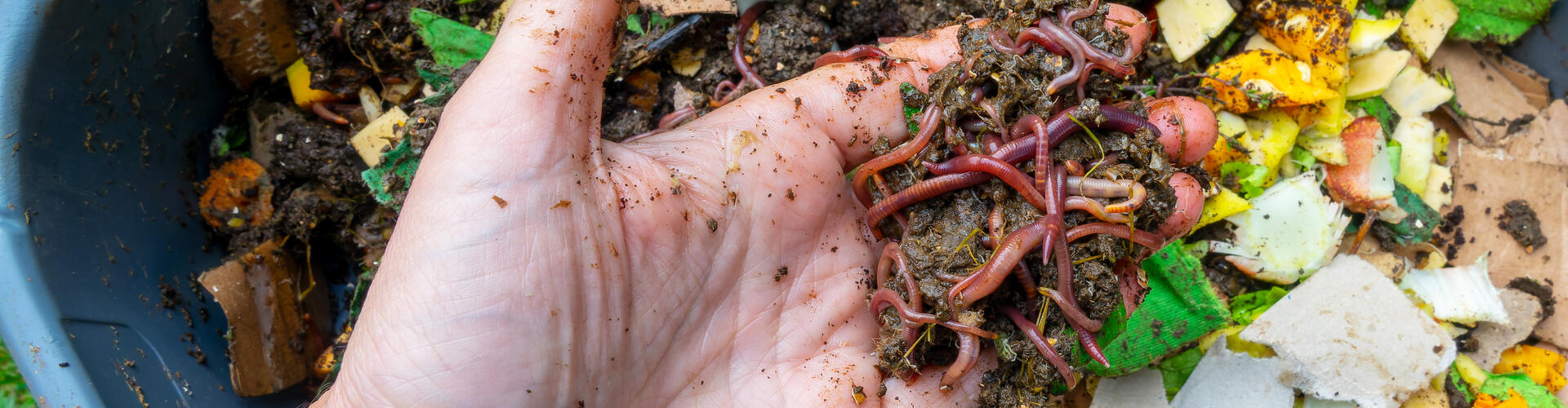 Qu'est ce que le lombricompostage ?