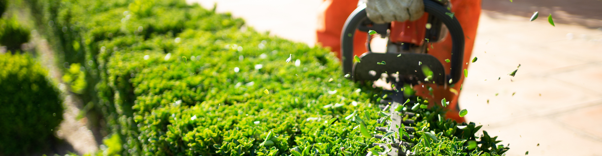 Prix taille de haie
