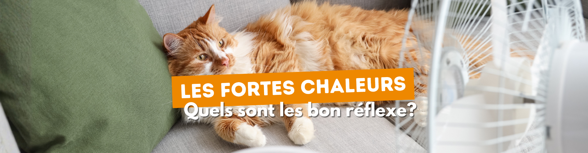 fortes chaleurs