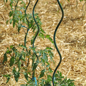 Nettoyage des tuteurs à tomate avec Maison et Services