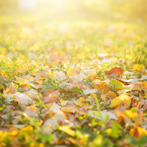 Ne laissez jamais vos sols nus avec Maison et Services