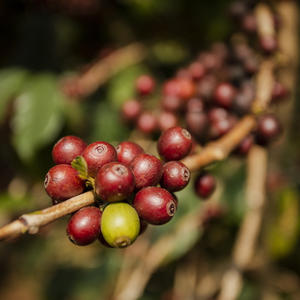 Taille hivernale des fruitiers à pépin avec Maison et Services
