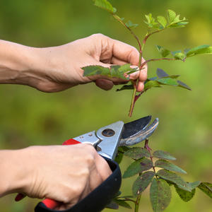Taille des rosiers en automne avec Maison et Services