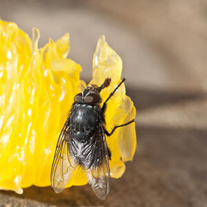 Répulsif naturel à mouche