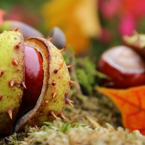 Chasser les araignées