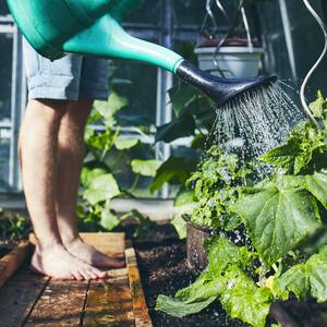 Arrosage des plantes au retour des vacances d'été