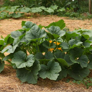 Le paillage au jardin : une obligation plus qu’une nécessité