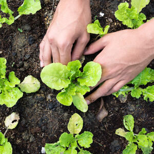 Plantez vos salades avec mon coach jardin de Maison et Services