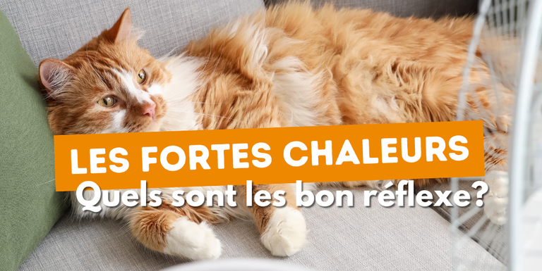 Fortes chaleurs